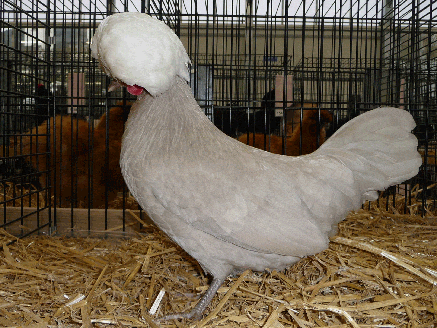 poule hollandaise kaki agee de 5 mois