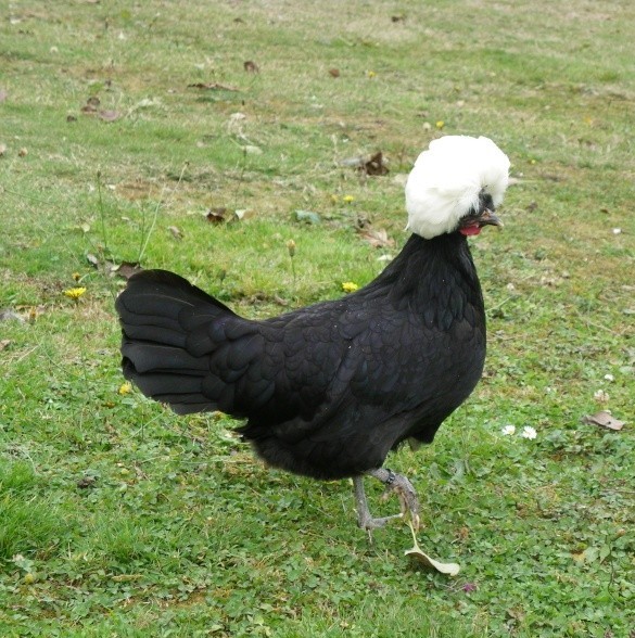 poule hollandaise noire huppe blanche agée de 5 mois