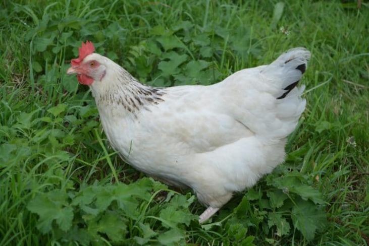 poule blanche hermine noir agée de 5 mois