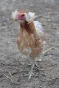 poule araucana avec oreilllard agée de 5 mois (oeuf bleu vert)
