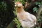 poule araucana avec oreilllard agée de 5 mois (oeuf bleu vert)